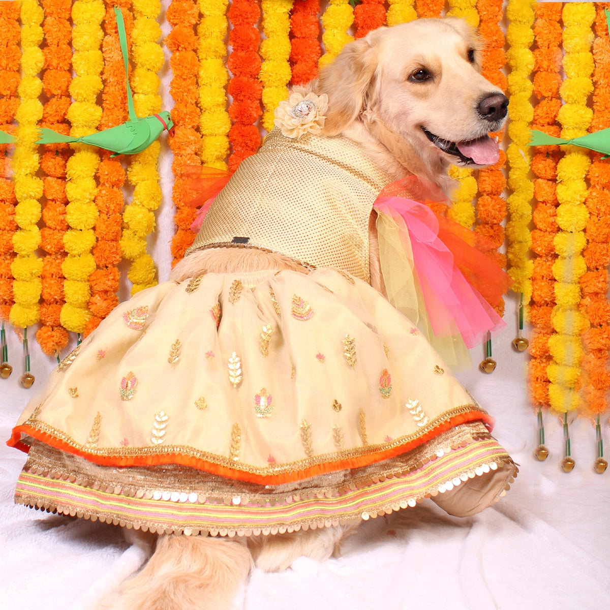 Neon Gold(Dog)