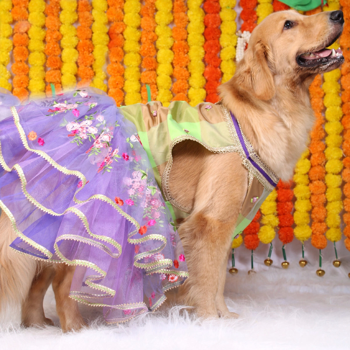 Neon Purple(Dog)