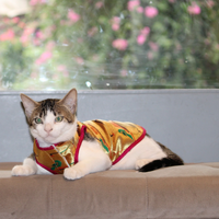 Paithani Love(Cat)
