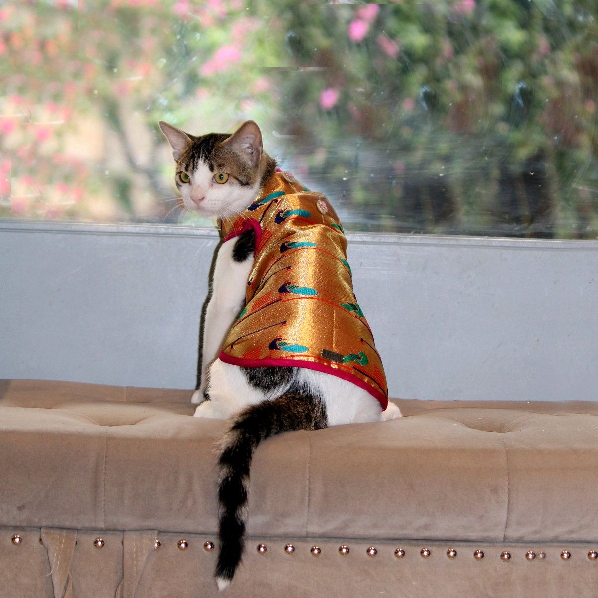 Paithani Love(Cat)