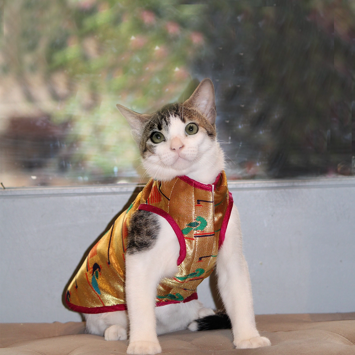 Paithani Love(Cat)