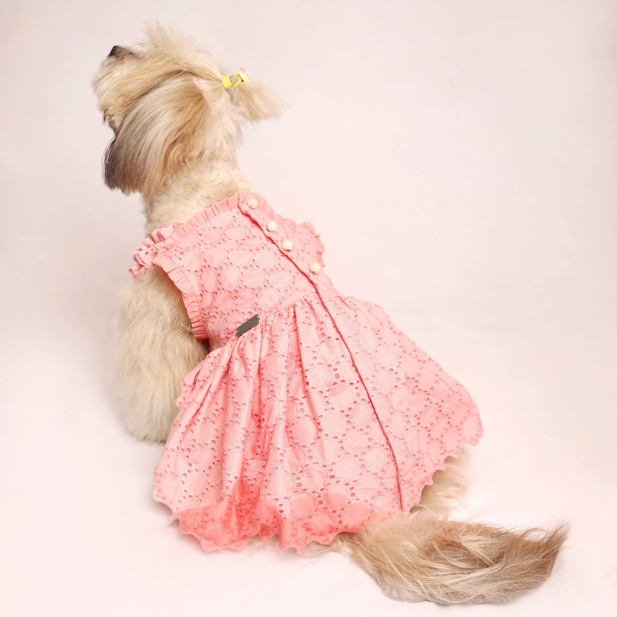 Peach Bordier(Dog)