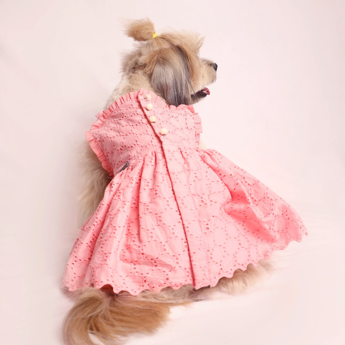 Peach Bordier(Dog)
