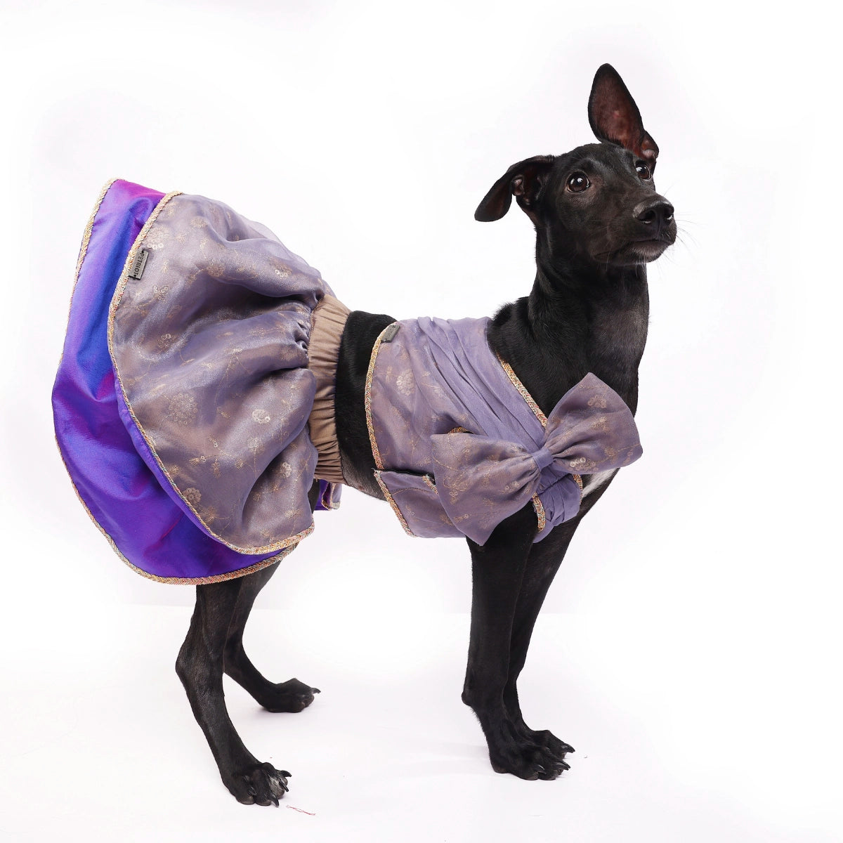 Peri Winkle(Dog)