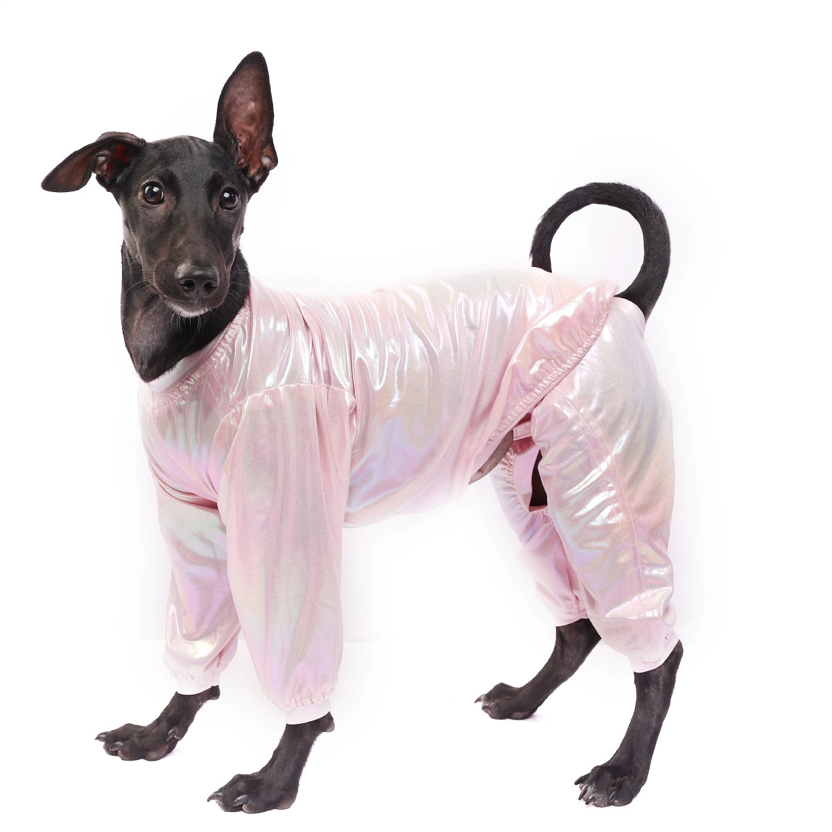 White Euphoria(Dog)
