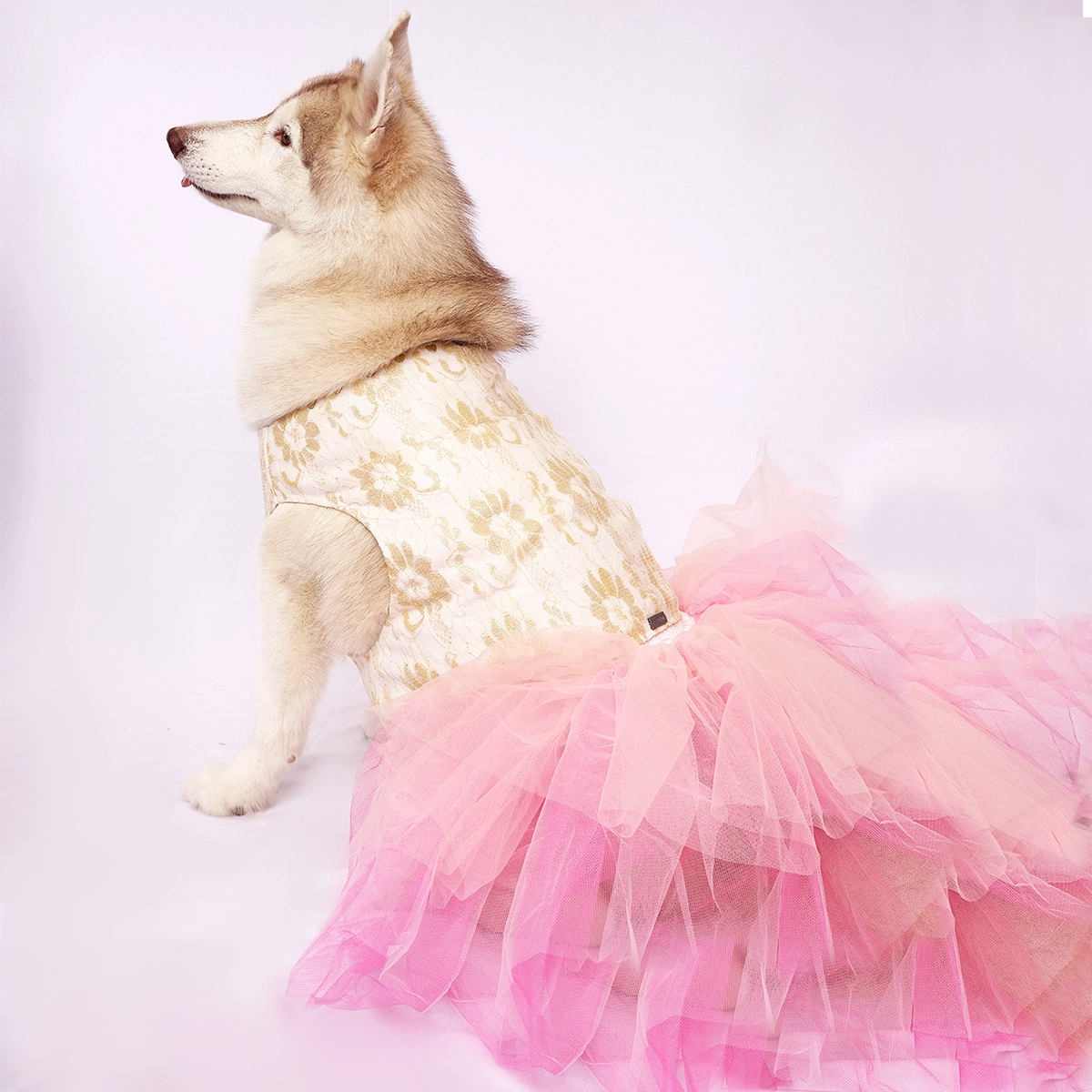 Pinkilicious (Dog)