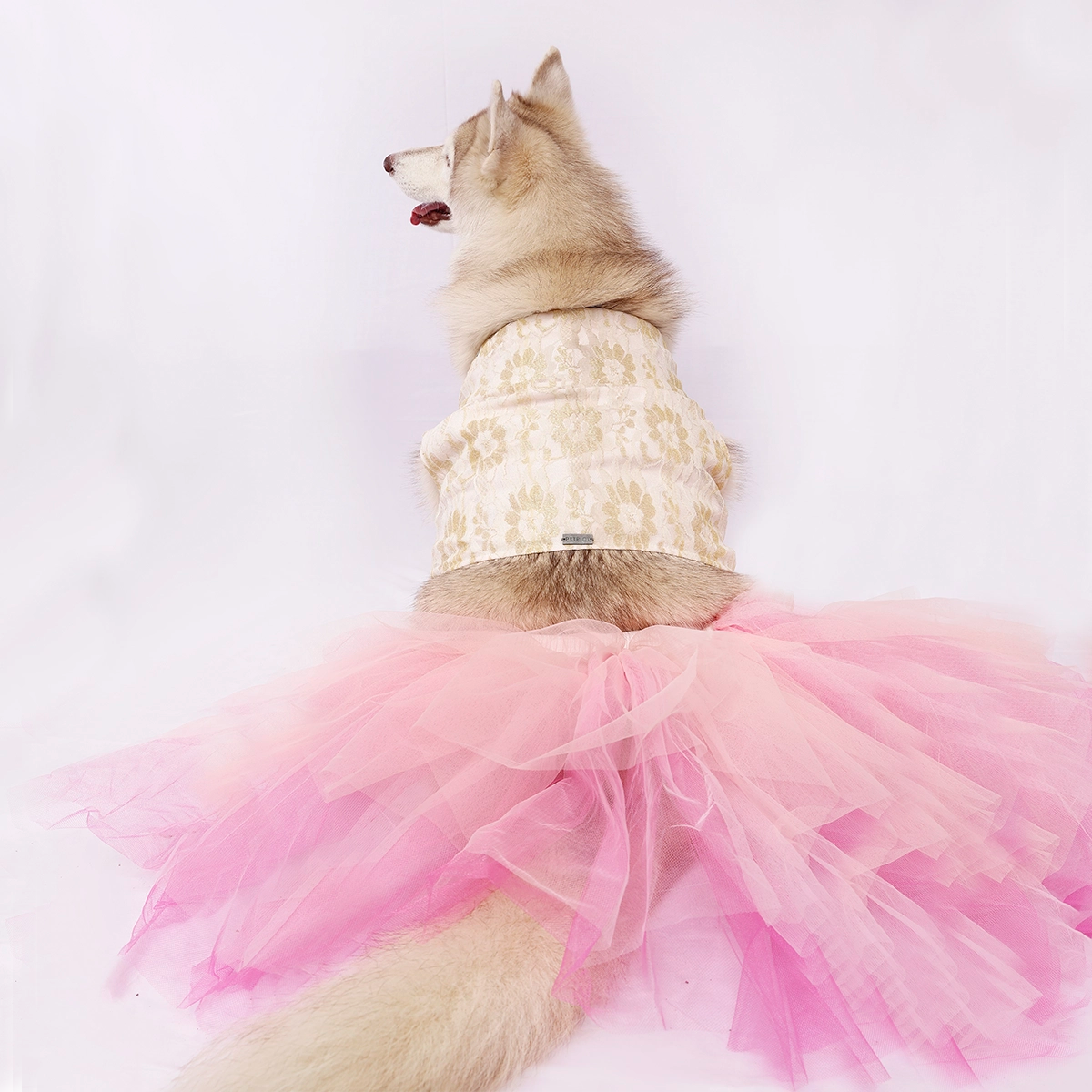 Pinkilicious (Dog)