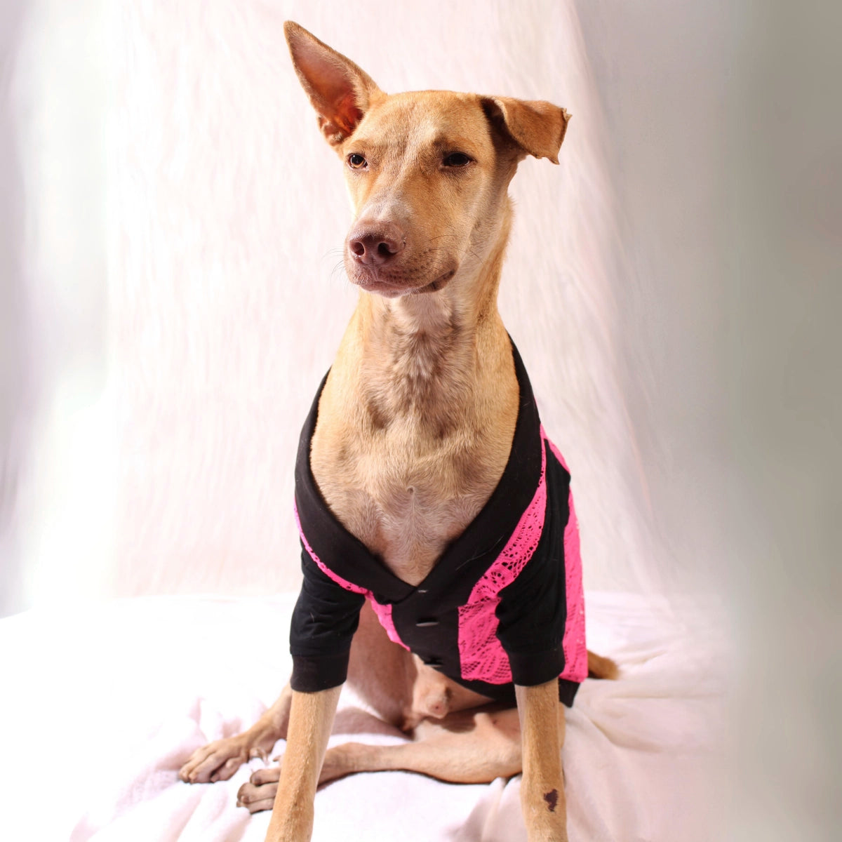Pink Lace Tee (Dog)