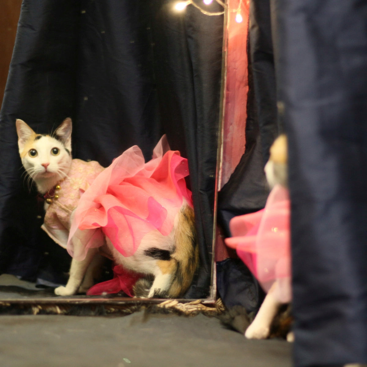 Pinkilicious (Cat)