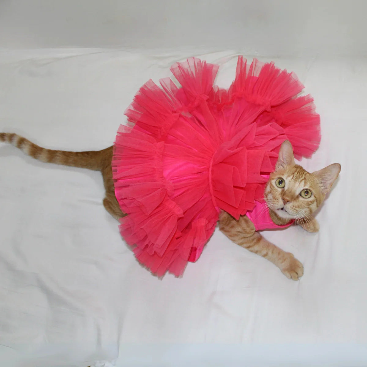 Pink Wrapper (Cat)