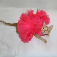 Pink Wrapper (Cat)