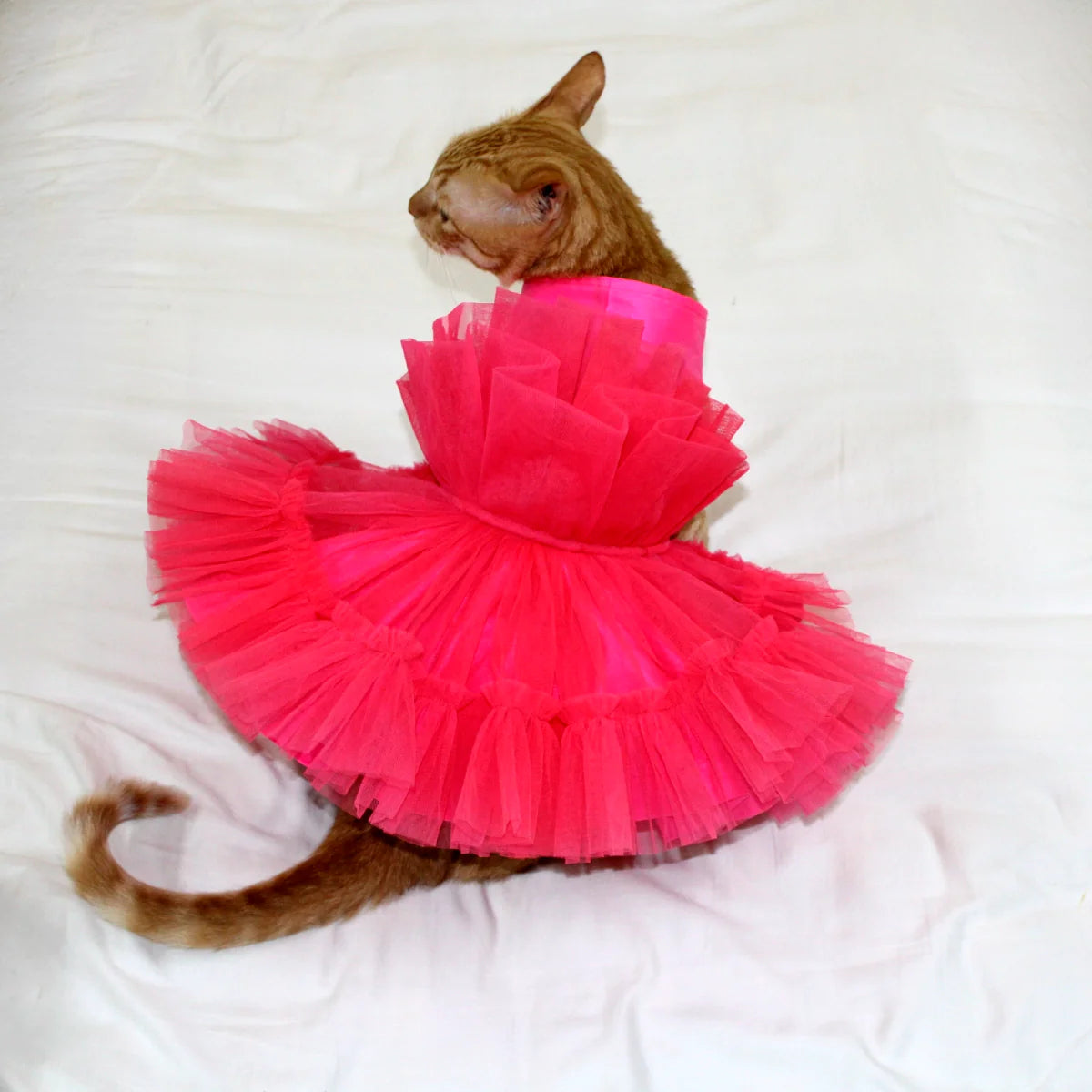Pink Wrapper (Cat)
