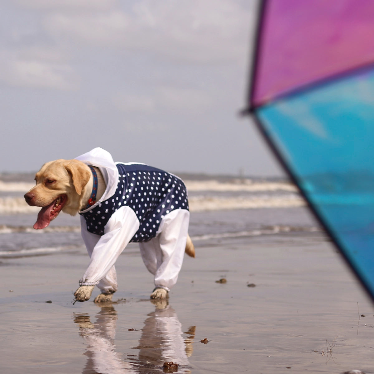 Polkadot Rainromper