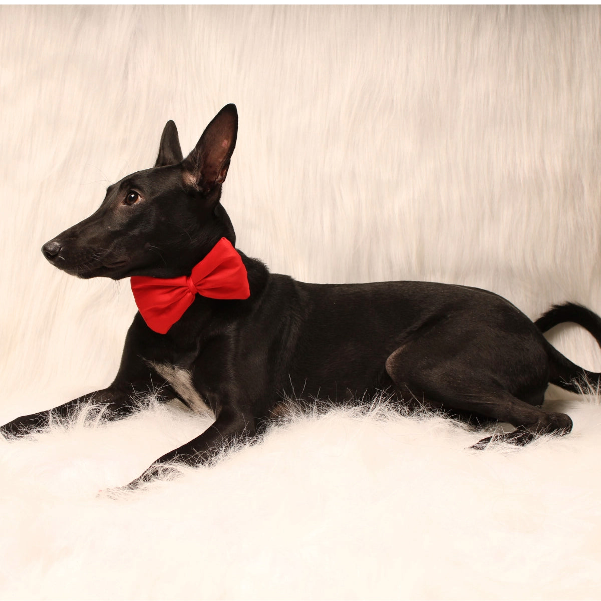 Red Bow