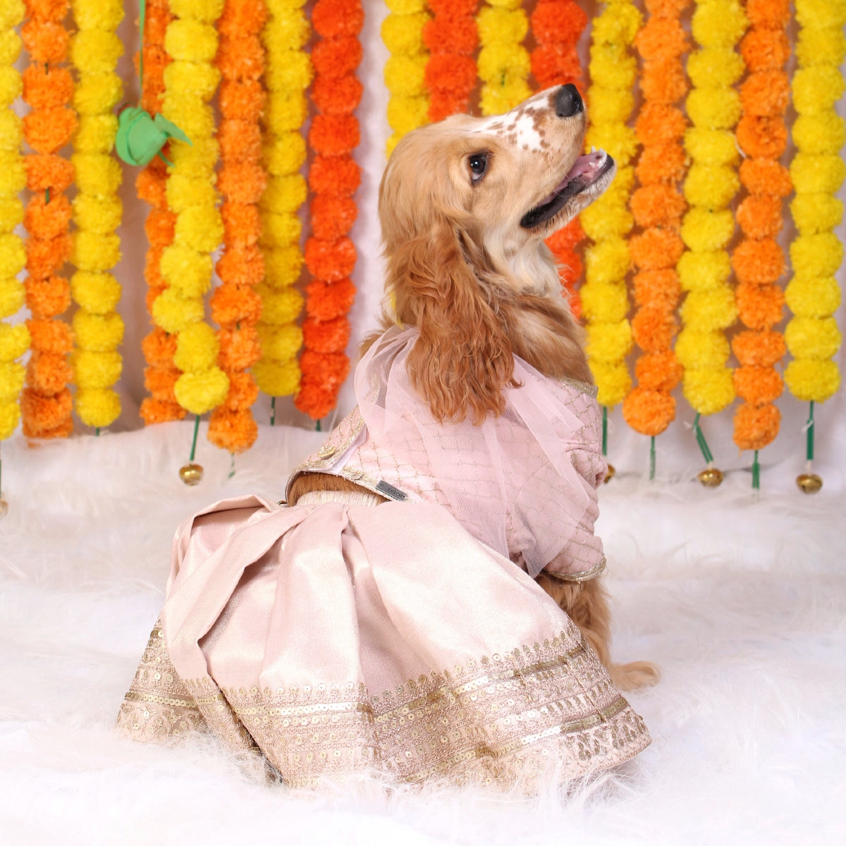 Rosey Rose(Dog)