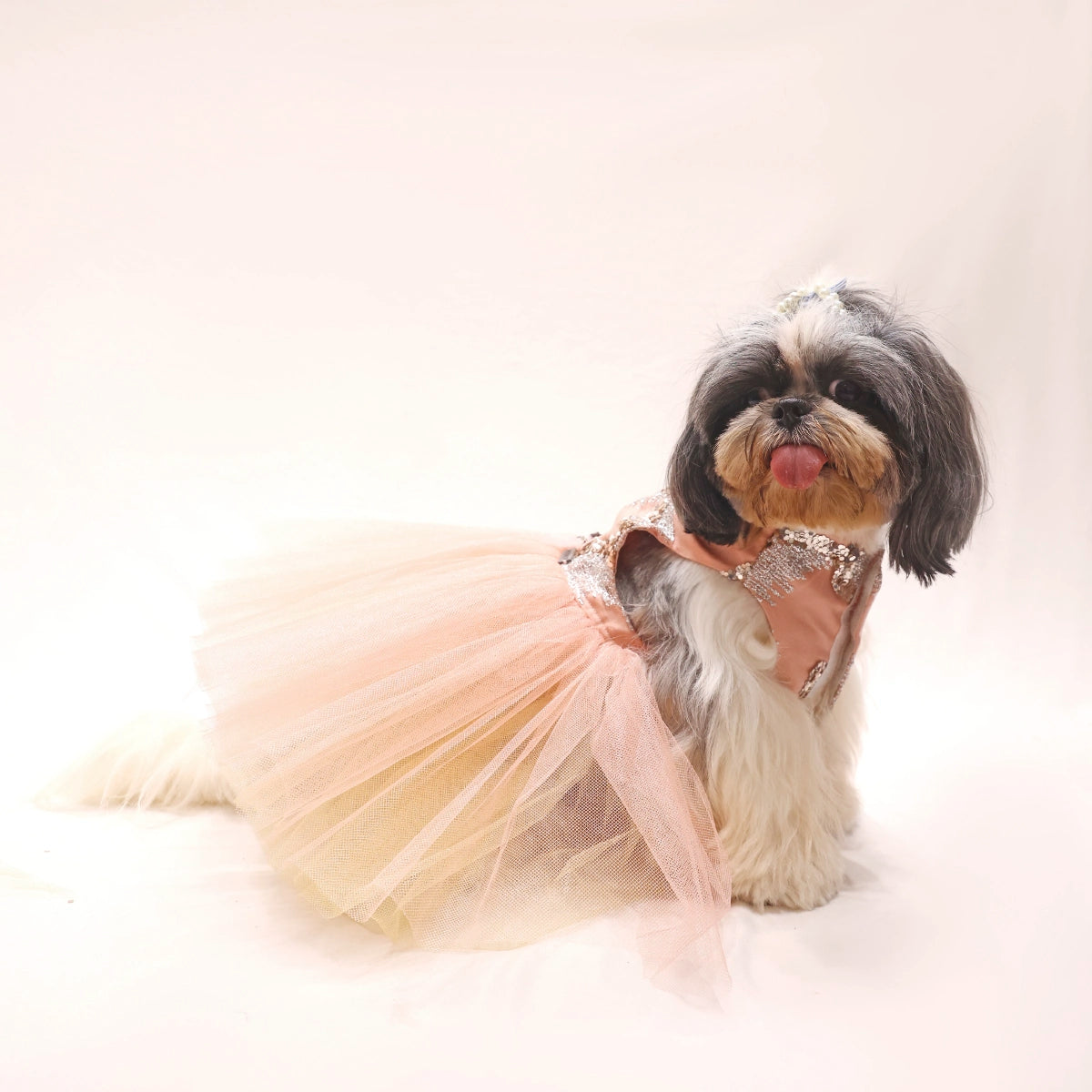 Sparkle (Dog)