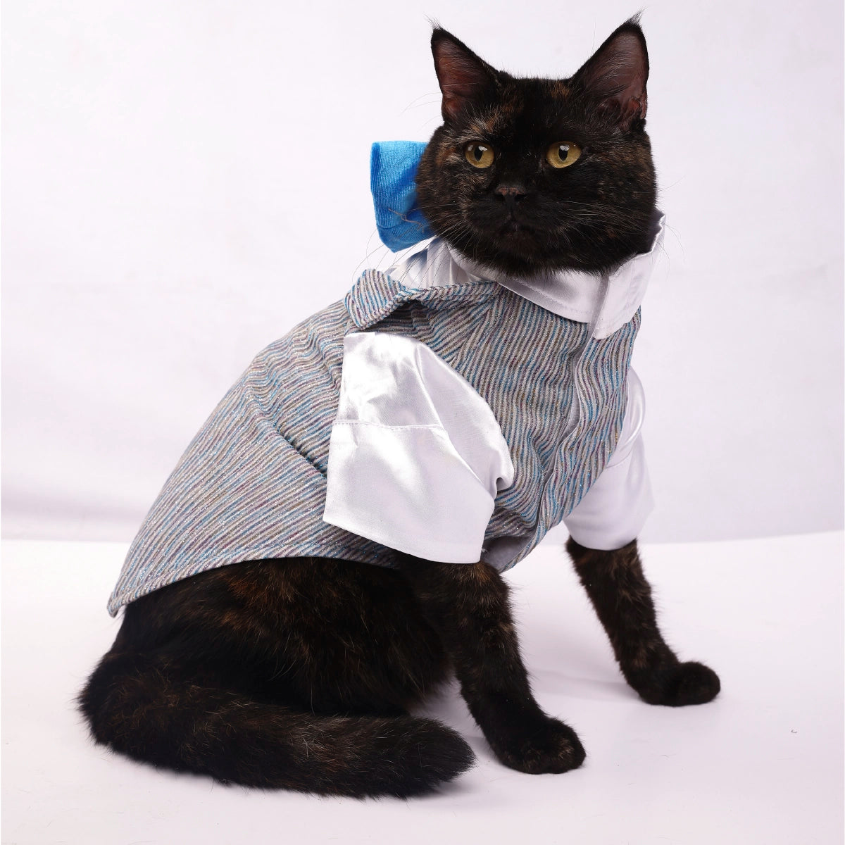 Sparkle in Sky(Cat)