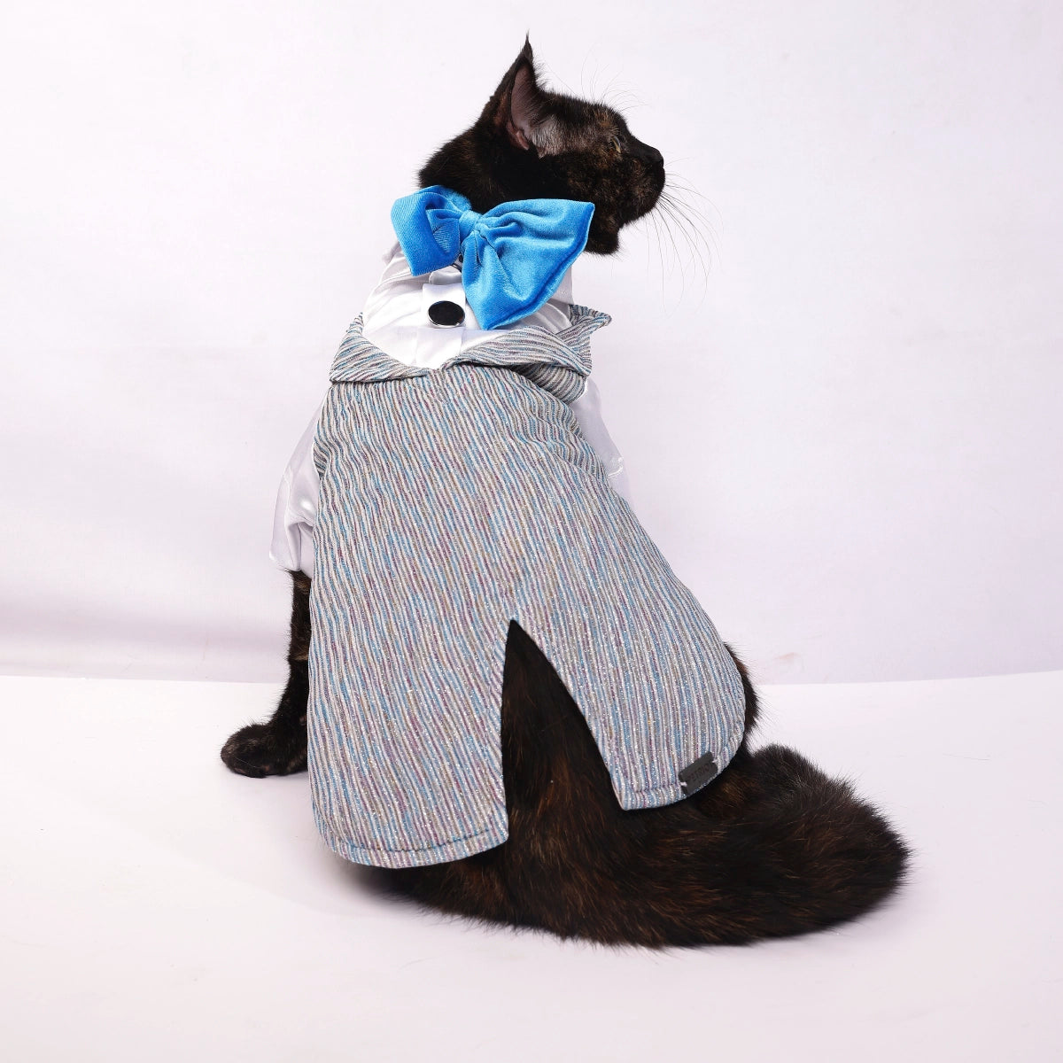 Sparkle in Sky(Cat)