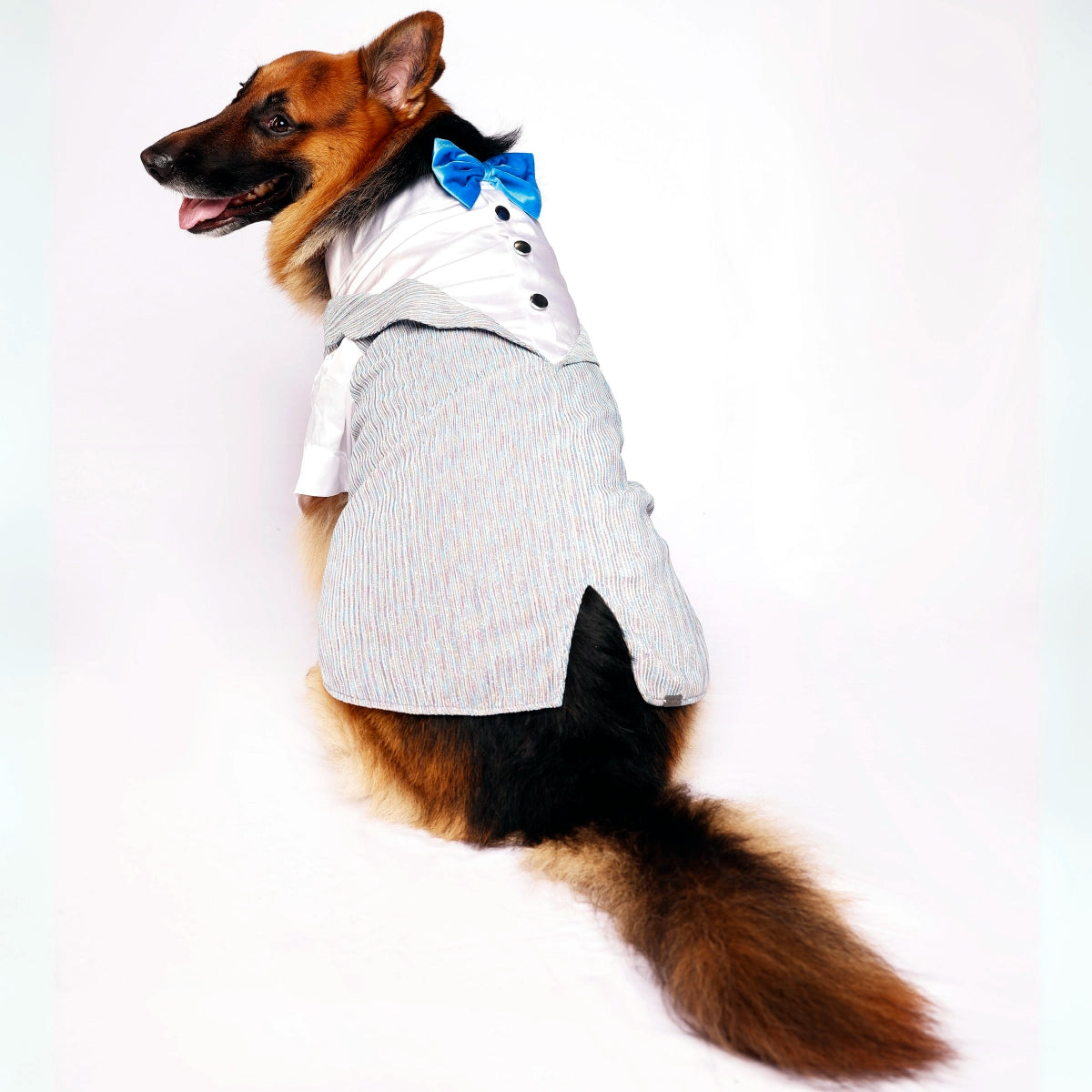 Sparkle in Sky (Dog)