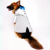 Sparkle in Sky (Dog)