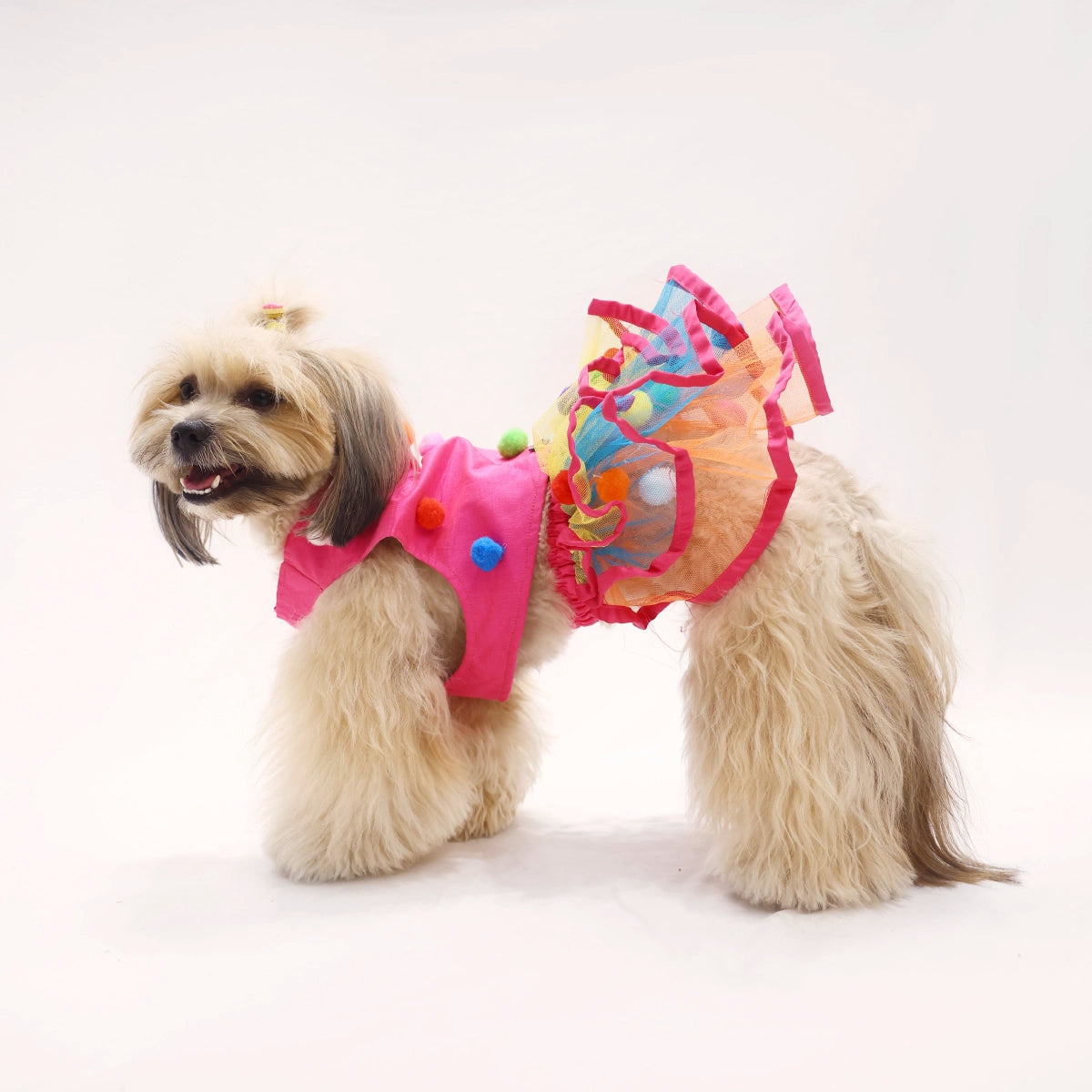 Techno Pompom (Dog)