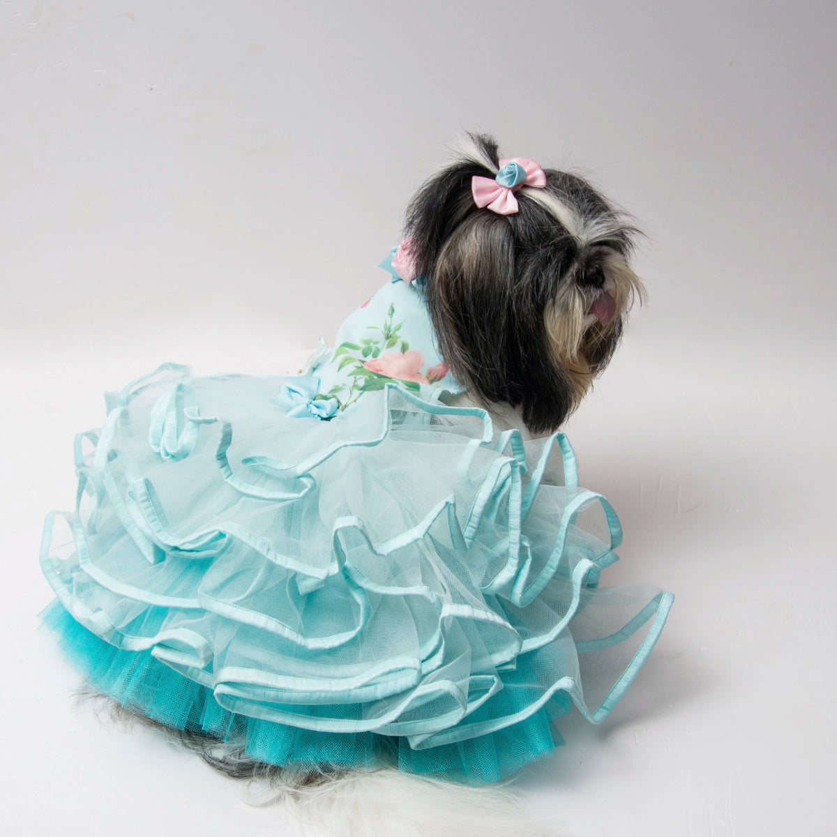 Tiff Any Love (Dog)