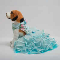 Tiff Any Love (Dog)