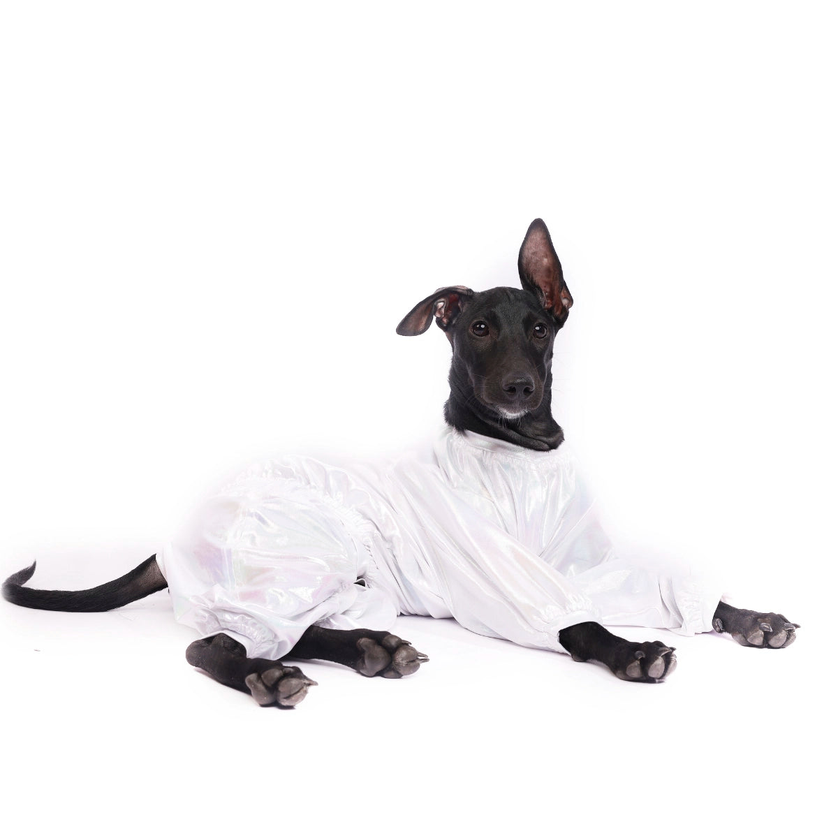 White Euphoria(Dog)