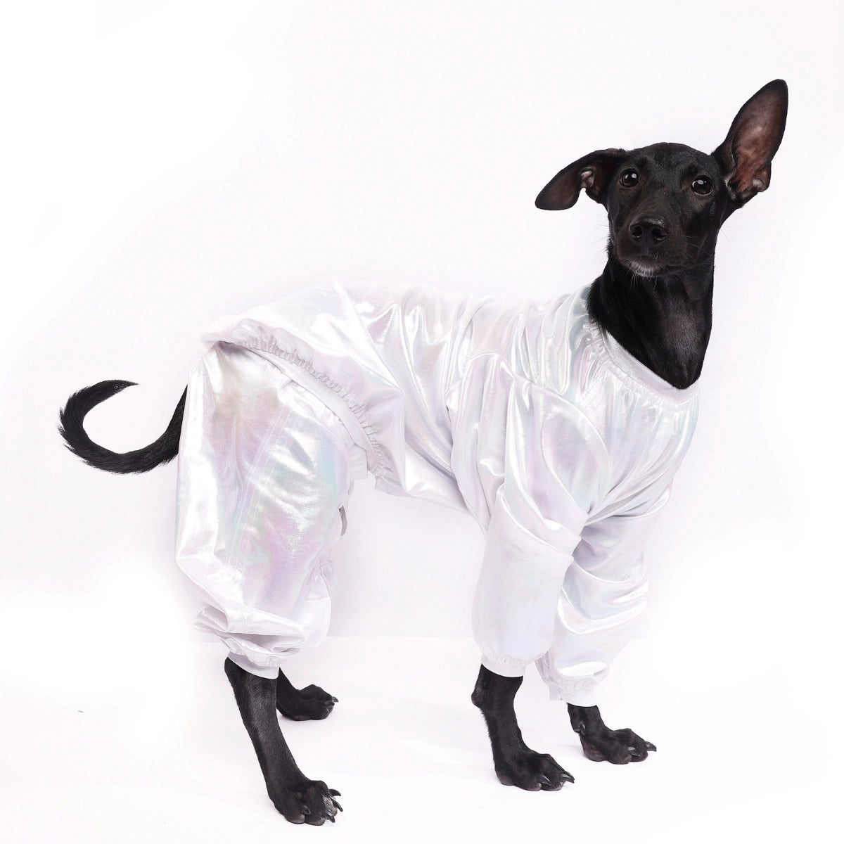 White Euphoria(Dog)