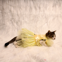 Yellow Ice(Cat)