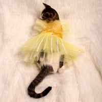 Yellow Ice(Cat)