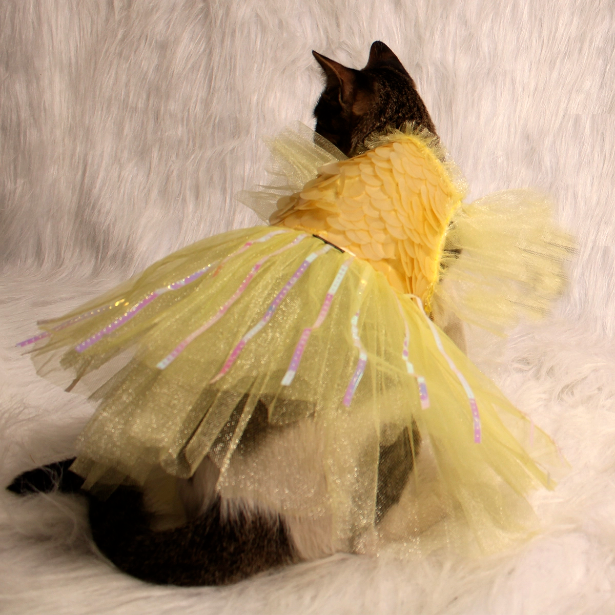 Yellow Ice(Cat)