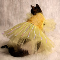 Yellow Ice(Cat)