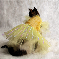 Yellow Ice(Cat)